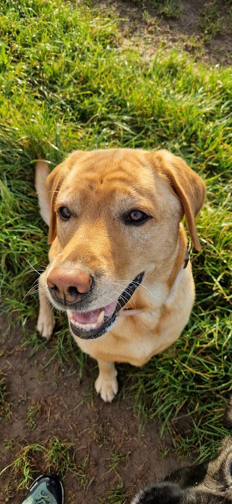 Hund im Garten der Hundepension Das Dorf-Rudel in Dormagen-Rheinfeld